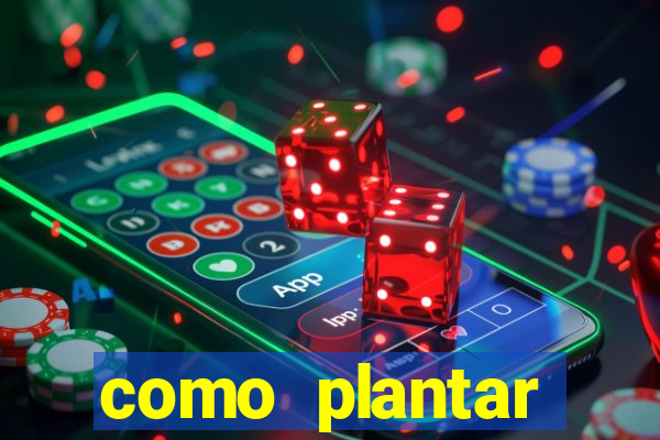 como plantar gergelim no vaso