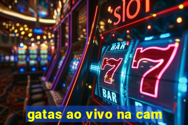gatas ao vivo na cam
