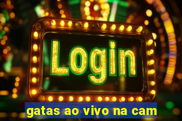 gatas ao vivo na cam