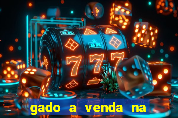 gado a venda na bahia olx